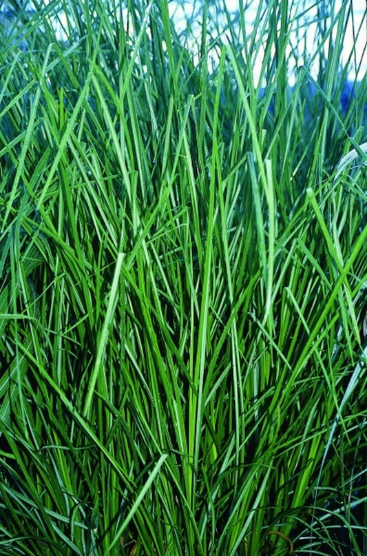 Image of Vetiveria zizanioides|Juniper Level Botanic Gdn, NC|JLBG