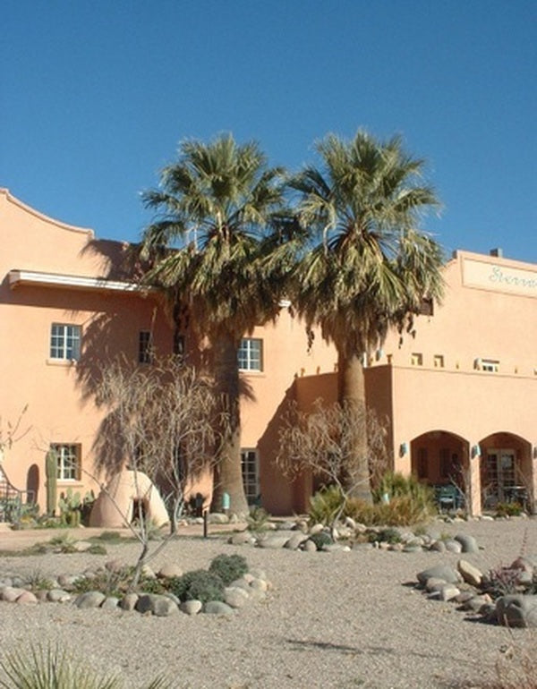 Image of Washingtonia filifera 'Truth or Consequences'|Truth or Consequences, NM|I. Barclay