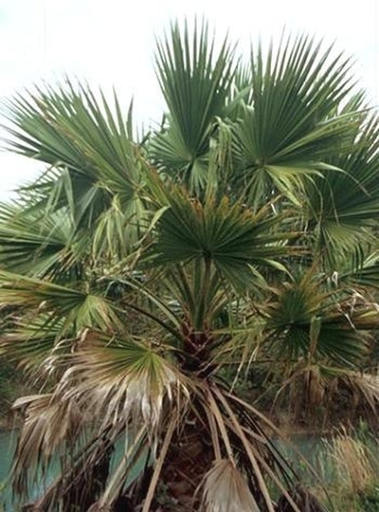 Image of Washingtonia robusta|Bamboo Station, GA|