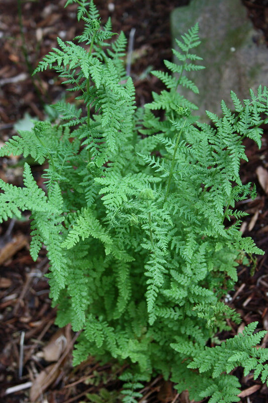 Image of Woodsia obtusataken at Juniper Level Botanic Gdn, NC by JLBG