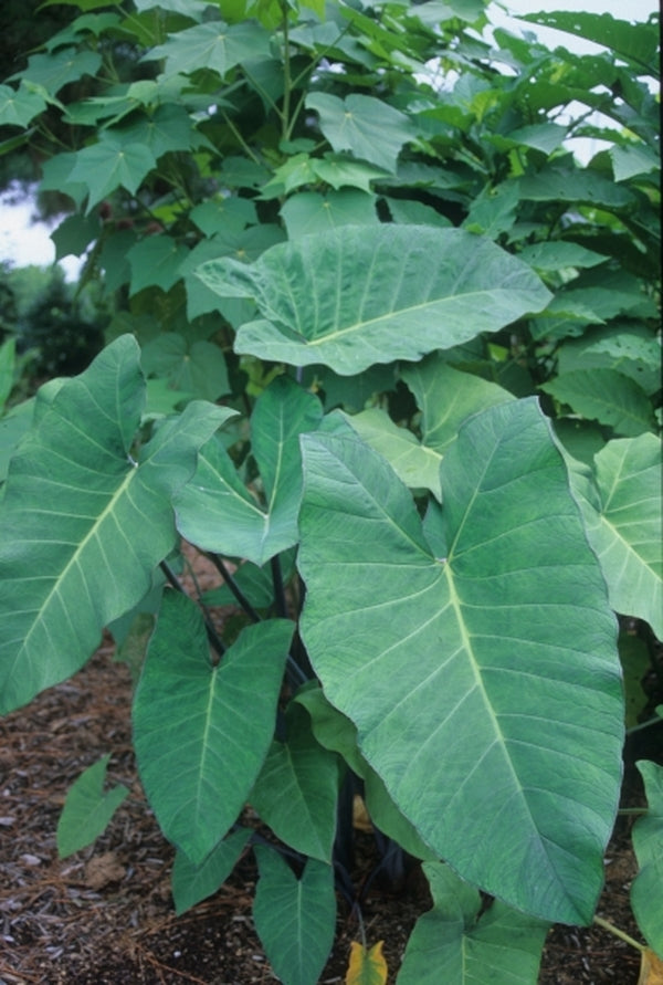 elephant ear plant xanthosoma Xanthosoma violaceum