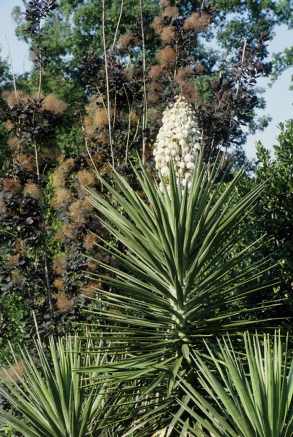 can you grow a yucca plant outside Yucca aloifolia