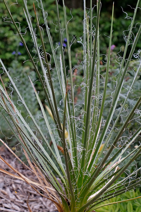 Image of Yucca angustissima ssp. toftiae ||