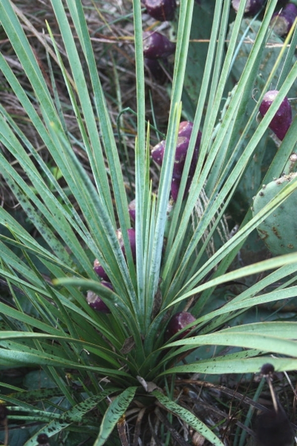 Image of Yucca angustissima var. kanabensis|Juniper Level Botanic Gdn, NC|JLBG