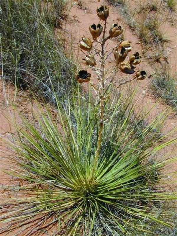 Image of Yucca campestris coll. #D09-18|In Situ, NM|C. Schoenfeld