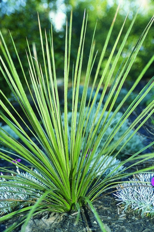 Image of Yucca campestris coll. #D09-18|Juniper Level Botanic Gdn, NC|JLBG