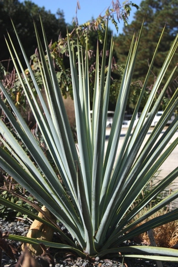 Image of Yucca coahuilensis|Juniper Level Botanic Gdn, NC|JLBG