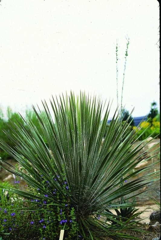 Image of Yucca elata coll. #D09-22|Juniper Level Botanic Gdn, NC|JLBG