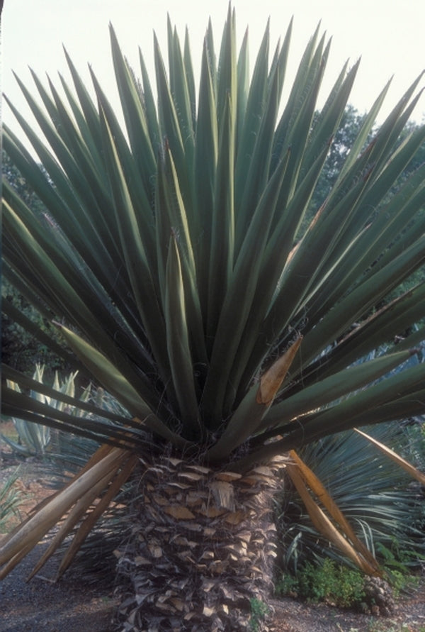 Image of Yucca faxoniana|M. McPhetters Gdn, CA|