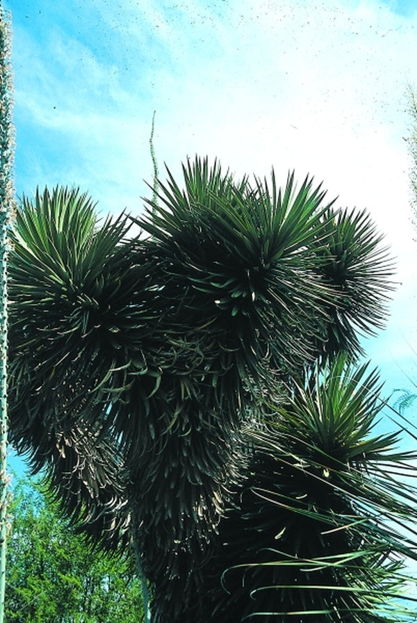 Image of Yucca filifera|R. Bancroft Gdn, CA|