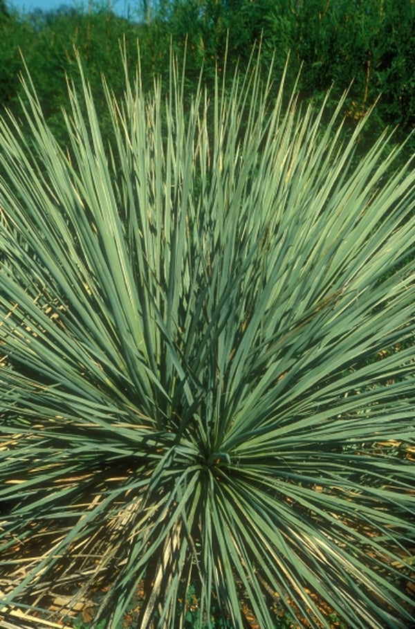 yucca canada Yucca glauca