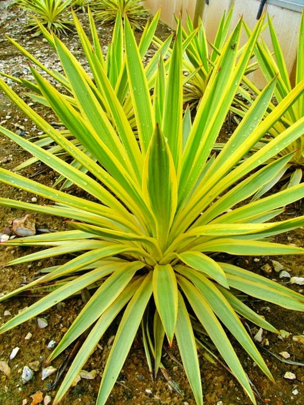 Image of Yucca x gloriosa 'Walbristar' PP 17,653|Tristam Nursery, UK|PlantHaven