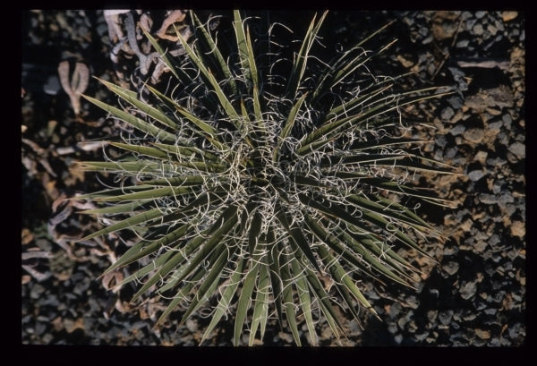 Image of Yucca harrimaniae|Juniper Level Botanic Gdn, NC|JLBG