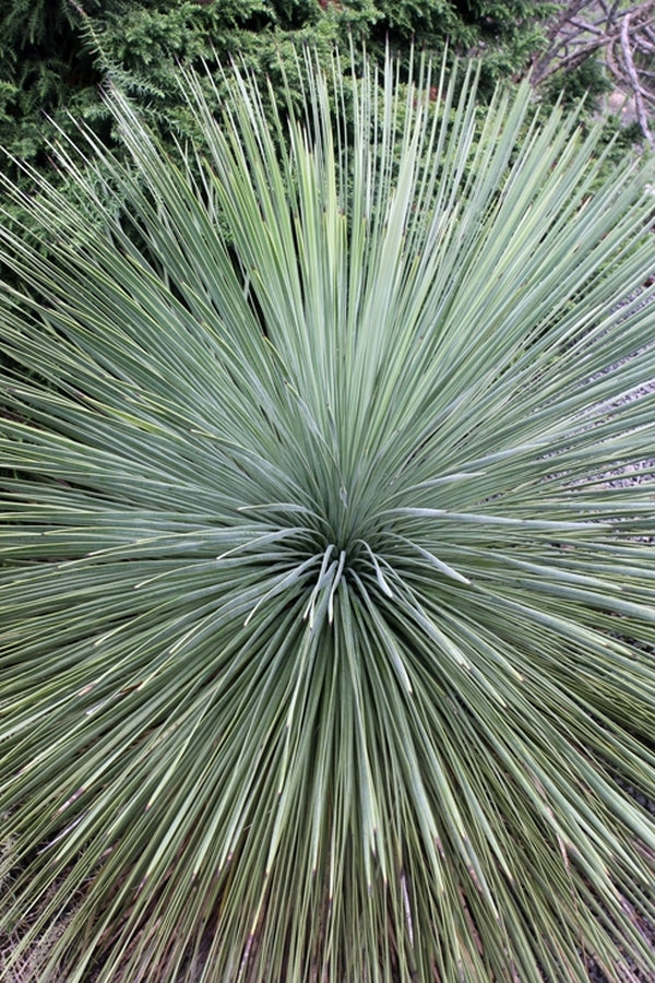Image of Yucca linearifoliataken at Juniper Level Botanic Gdn, NC by JLBG