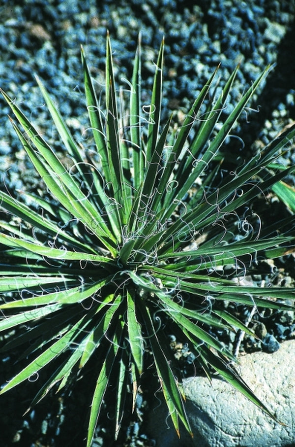 Image of Yucca nana|Juniper Level Botanic Gdn, NC|JLBG