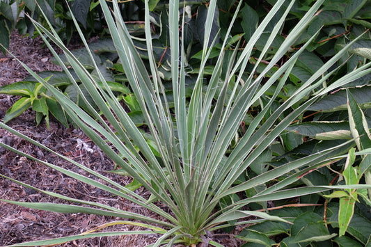 Image of Yucca necopina||