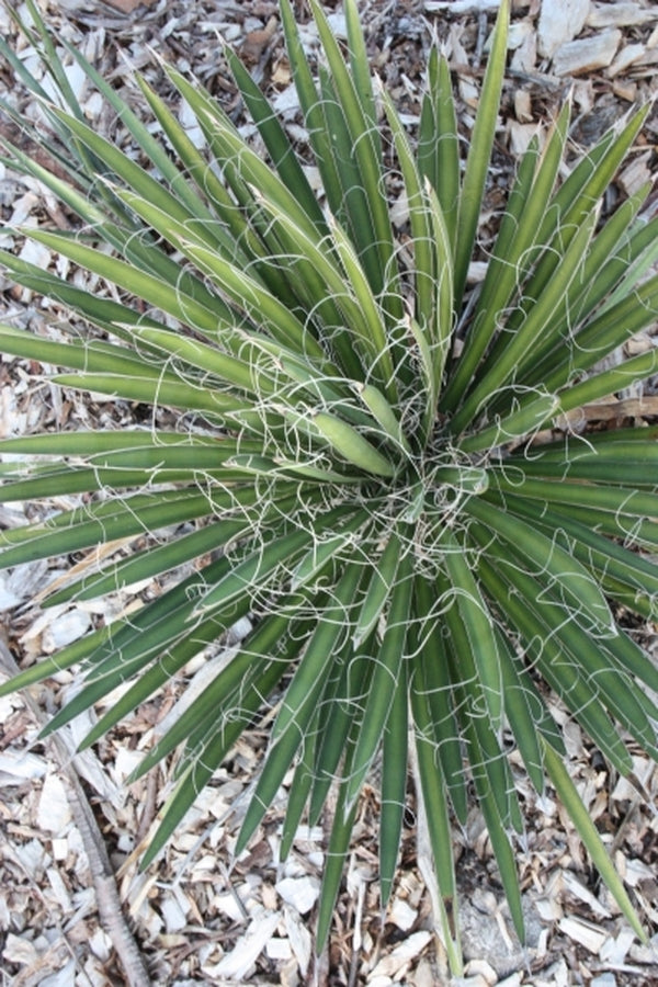 Image of Yucca potosina|Juniper Level Botanic Gdn, NC|JLBG