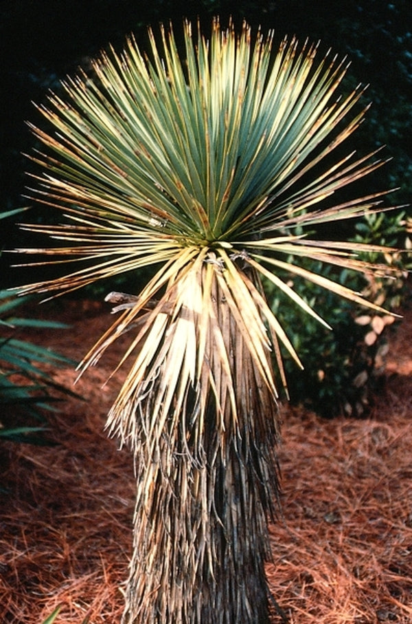 Image of Yucca thompsoniana|J.C. Raulston Arboretum, NC|