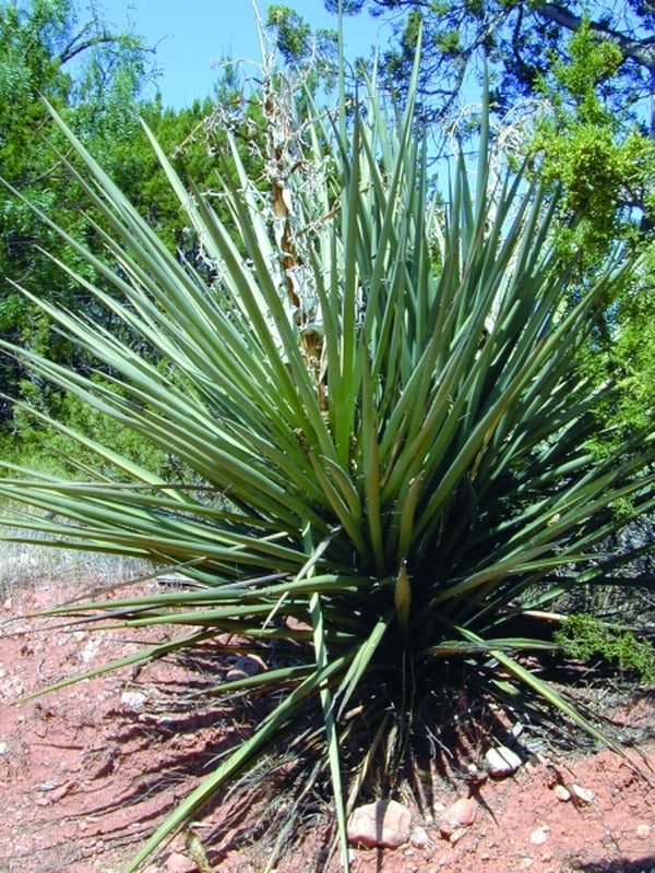 yucca canada Yucca torreyi Blue Form coll D0924