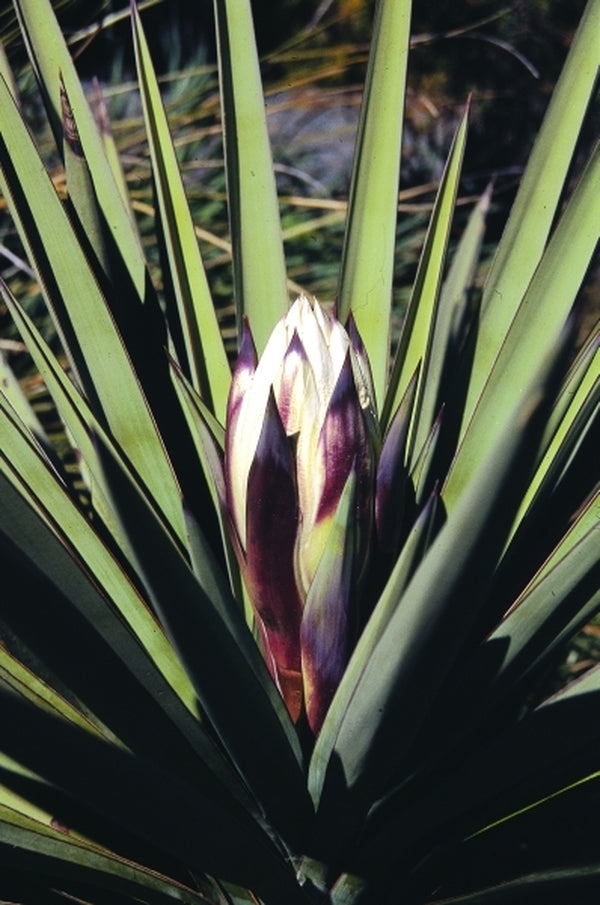 Image of Yucca treculeana|J.C. Raulston Arboretum, NC|
