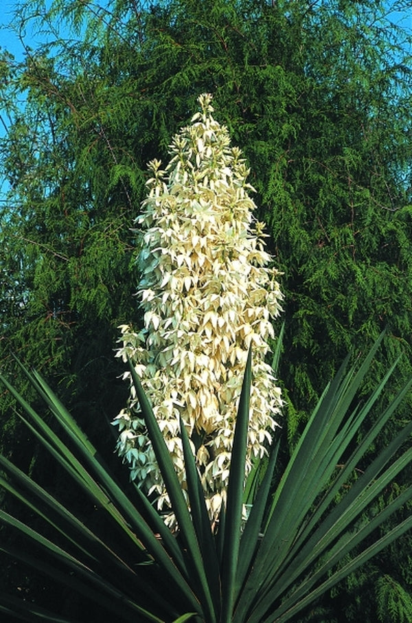 Yucca treculeana Yucca treculeana
