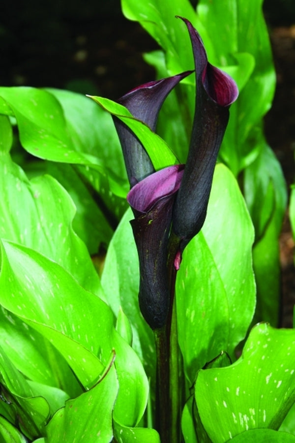 black calla lily plant Zantedeschia Black Star PP 14844