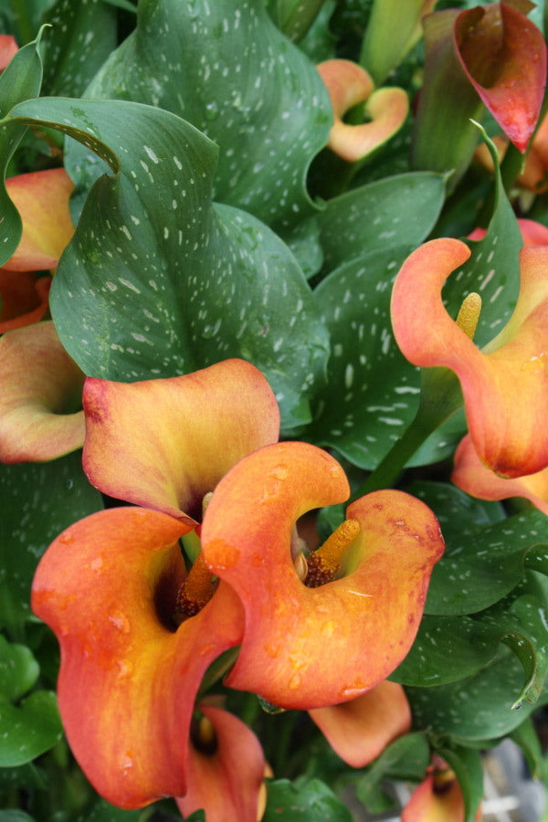 flower that looks like a calla lily Learn about Zantedeschia 'Captain Murano' | Captain Murano Calla Lily