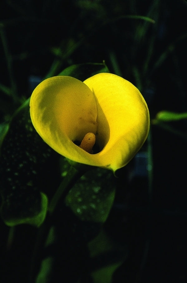 calla lily flower yellow Learn about Zantedeschia 'Millennium Gold' | Calla Lily