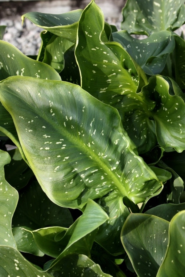 white spotted leaf calla lily Zantedeschia aethiopica Hercules