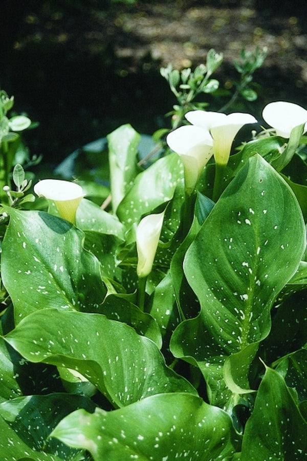 cream lily flower Learn about Zantedeschia aethiopica 'Whipped Cream' | Whipped Cream Calla Lily