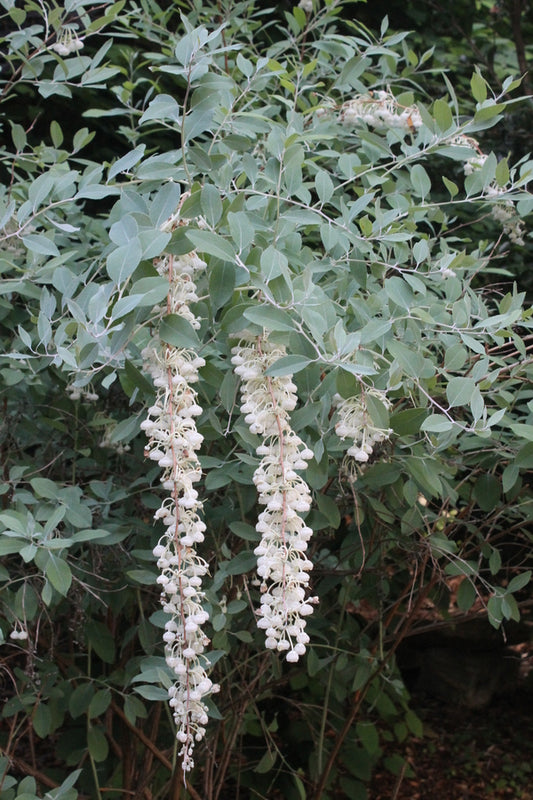 Image of Zenobia pulverulenta 'Woodlanders Blue'|Juniper Level Botanic Gdn, NC|
