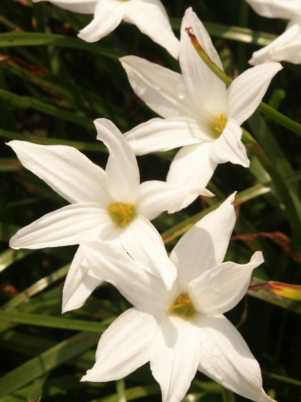 pearl white lily Learn about x Zephybranthus 'Norma Pearl' | Rain Lily