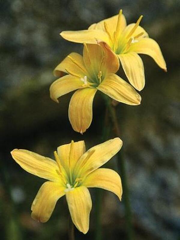 Image of Zephyranthes 'Apricot Queen'taken at Juniper Level Botanic Gdn, NC by JLBG