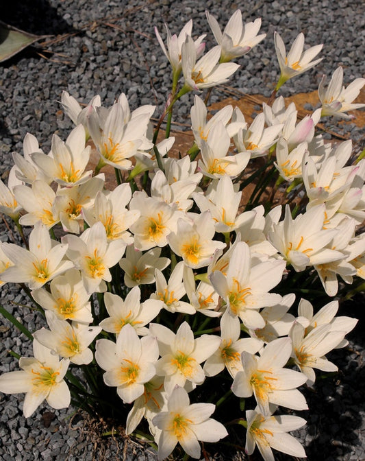 Image of Zephyranthes 'Aquarius'taken at Juniper Level Botanic Gdn, NC by JLBG