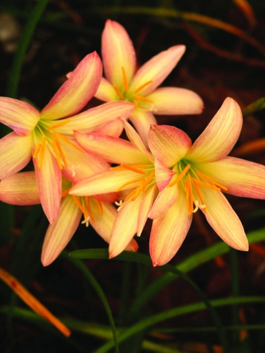 Image of Zephyranthes 'Bali Beauty'taken at Juniper Level Botanic Gdn, NC by JLBG
