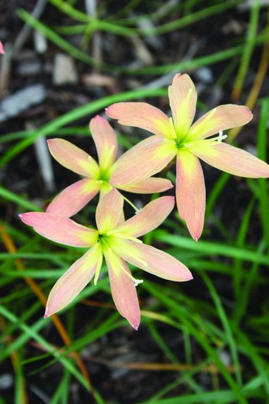 Image of Zephyranthes 'Bangkok Peach'taken at Juniper Level Botanic Gdn, NC by JLBG