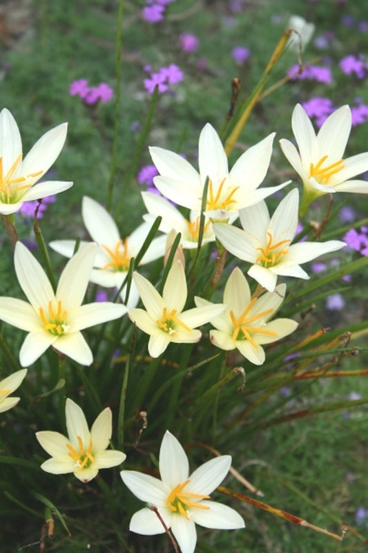 Image of Zephyranthes 'Bangkok Yellow'taken at Juniper Level Botanic Gdn, NC by JLBG