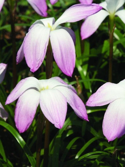 Image of Zephyranthes 'Confection'taken at Juniper Level Botanic Gdn, NC by JLBG