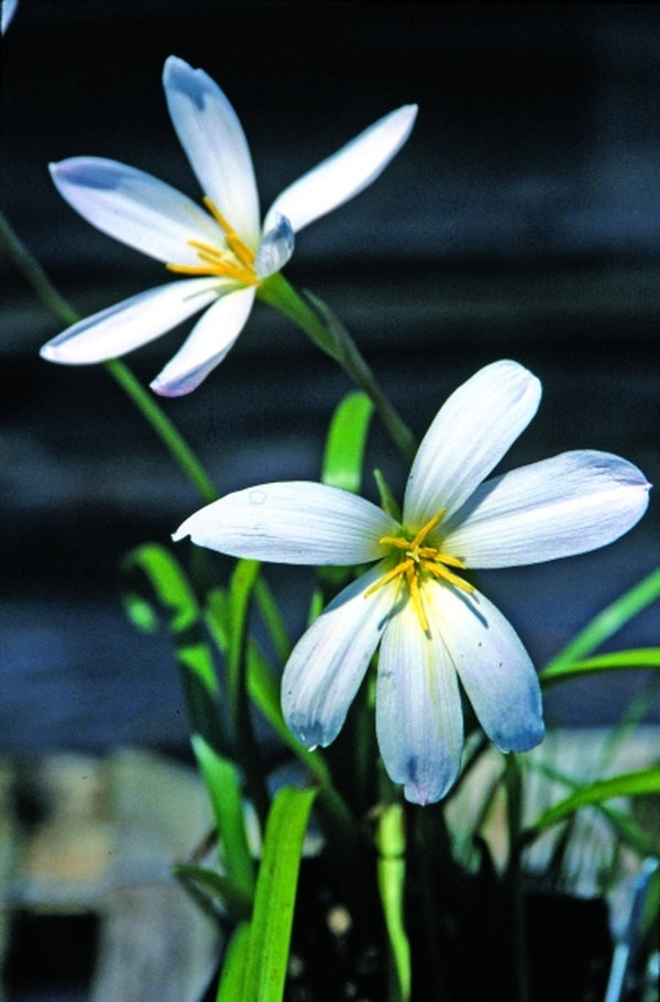 Image of Zephyranthes 'Cookie Cutter Moon'taken at Juniper Level Botanic Gdn, NC by JLBG