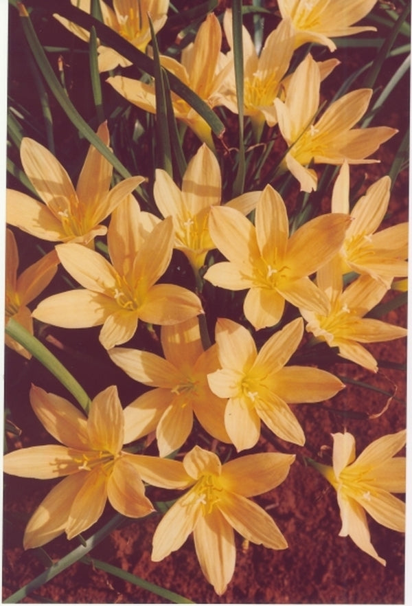 copper lily flower Learn about Zephyranthes 'Copper Mine' | Rain Lily
