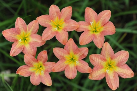 Image of Zephyranthes 'Crimson Sunset'taken at F. Marta Gdn, Indonesia by F. Marta