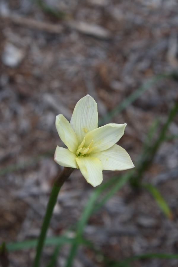 Image of Zephyranthes 'Ivory Star'
