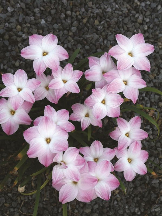 Image of Zephyranthes 'Lily Pies'taken at Juniper Level Botanic Gdn, NC by JLBG