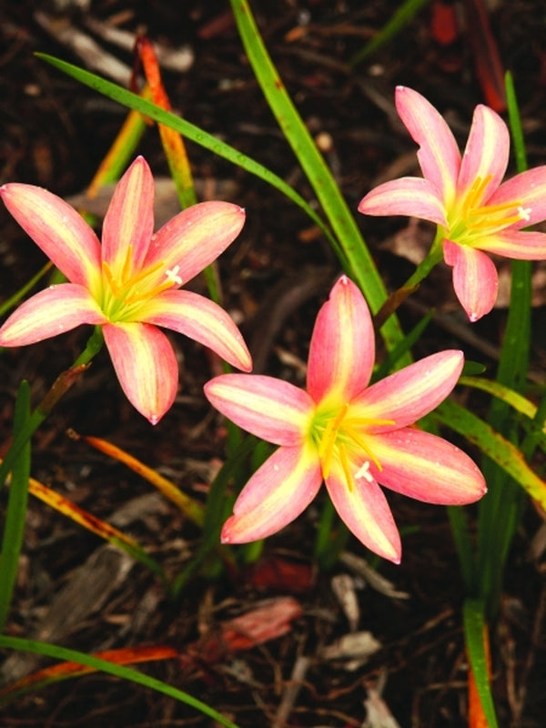 Image of Zephyranthes 'Lydia Luckman'taken at Juniper Level Botanic Gdn, NC by JLBG