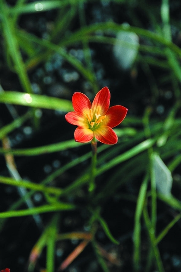 Image of Zephyranthes 'Paul Niemi'taken at Juniper Level Botanic Gdn, NC by JLBG