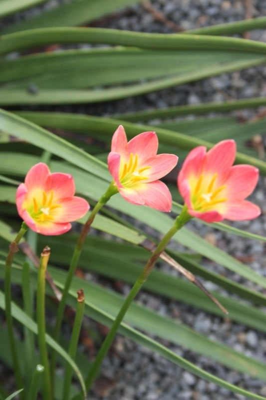 Image of Zephyranthes 'Paul Niemi'taken at Juniper Level Botanic Gdn, NC by JLBG