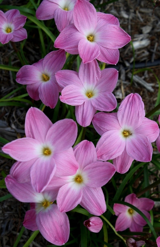 Image of Zephyranthes 'Pink Panther'