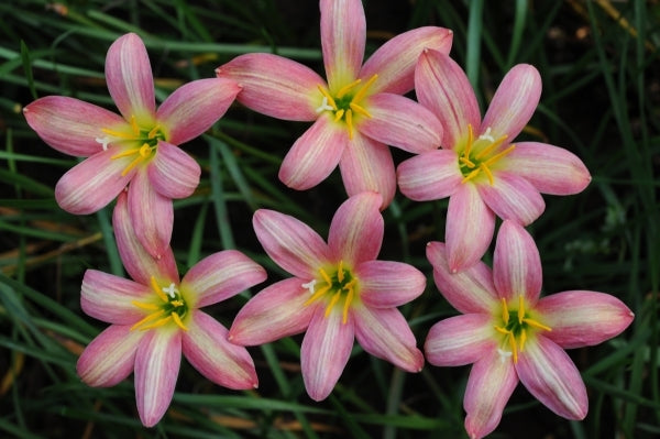 Image of Zephyranthes 'Rose Perfection' taken at F. Marta Gdn, Indonesia by F. Marta
