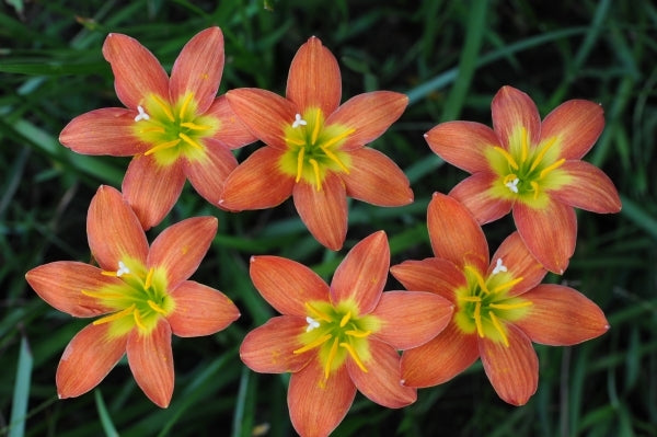 lily star flower Zephyranthes Star Burst