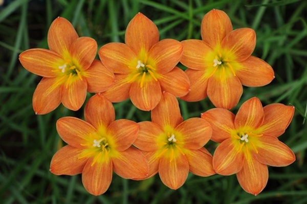 bethlehem lily flower Zephyranthes Star of Bethlehem
